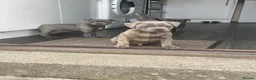 Staffordshire Bull Terrier dogs for sale: Staffie pups for sale - Advert 3