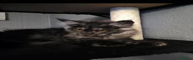 Maine Coon 1