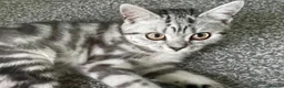 British Shorthair cats for sale: BSH boy and girl, spayed - Advert 16