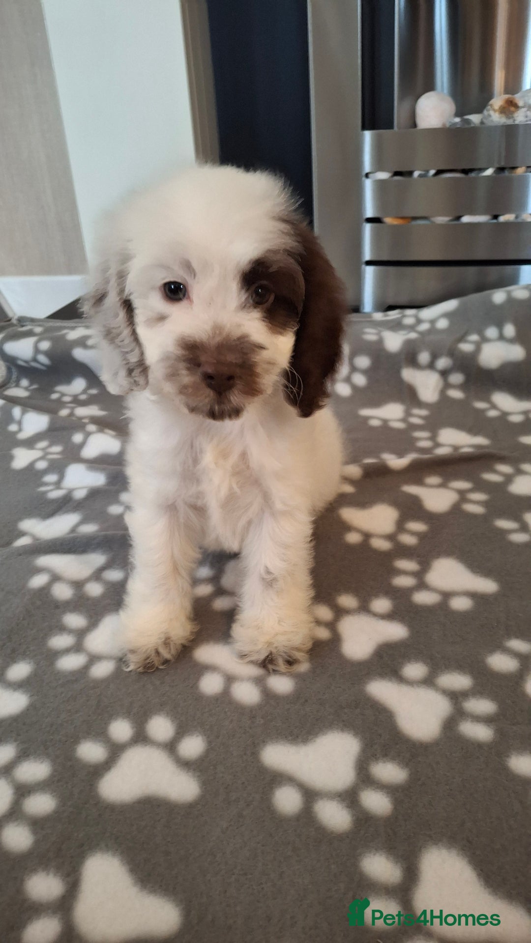 Cockapoo dogs for sale: Health tested show type cockapoo puppies! - Image 19