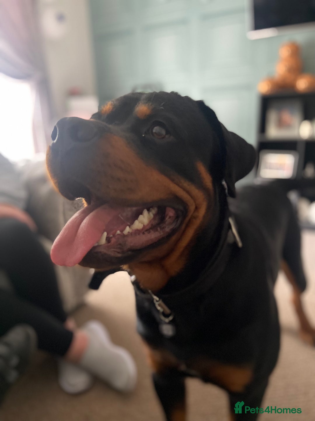 Rottweiler dogs for sale: Dave.  - Advert 12