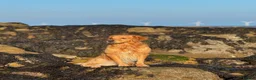 Golden Retriever dogs for stud: KC Registered Golden Retriever  - Advert 2