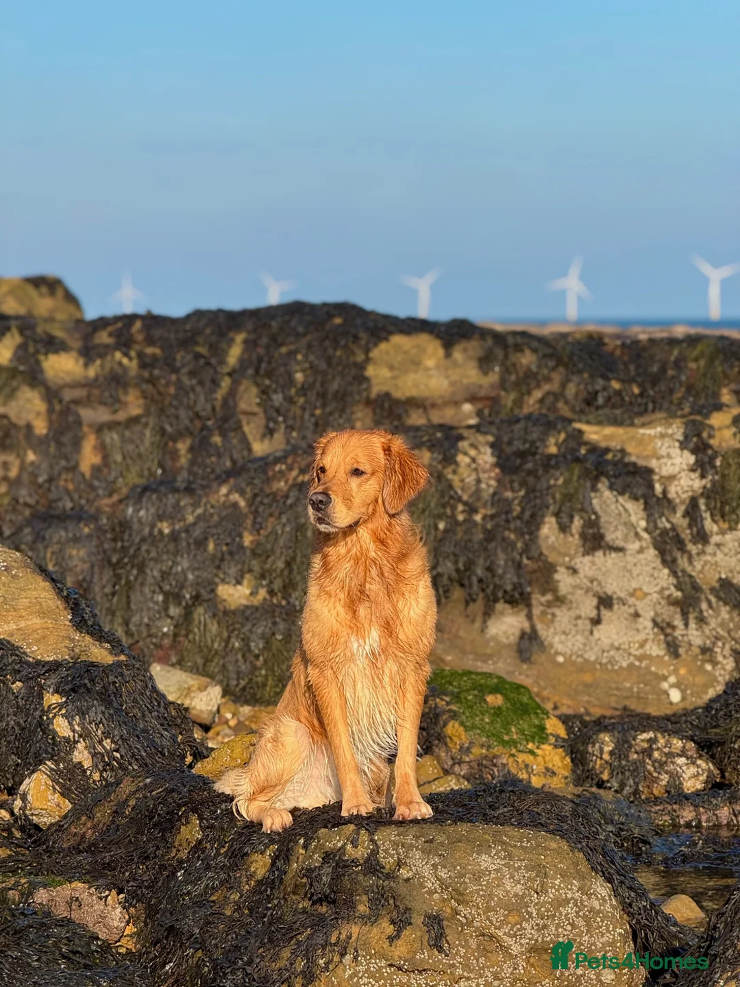 Golden Retriever dogs for stud: KC Registered Golden Retriever  - Advert 2