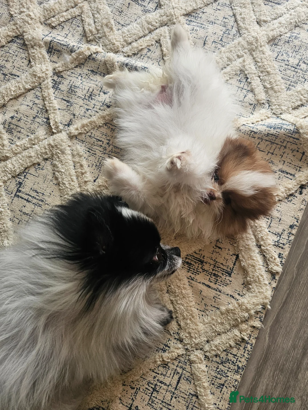Pomeranian dogs for sale: Tri-Parti Chocolate and White KC Reg & black&white in Doncaster - Advert 1