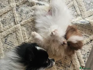 Pomeranian dogs Tri-Parti Chocolate and White KC Reg & black&white - Advert 1