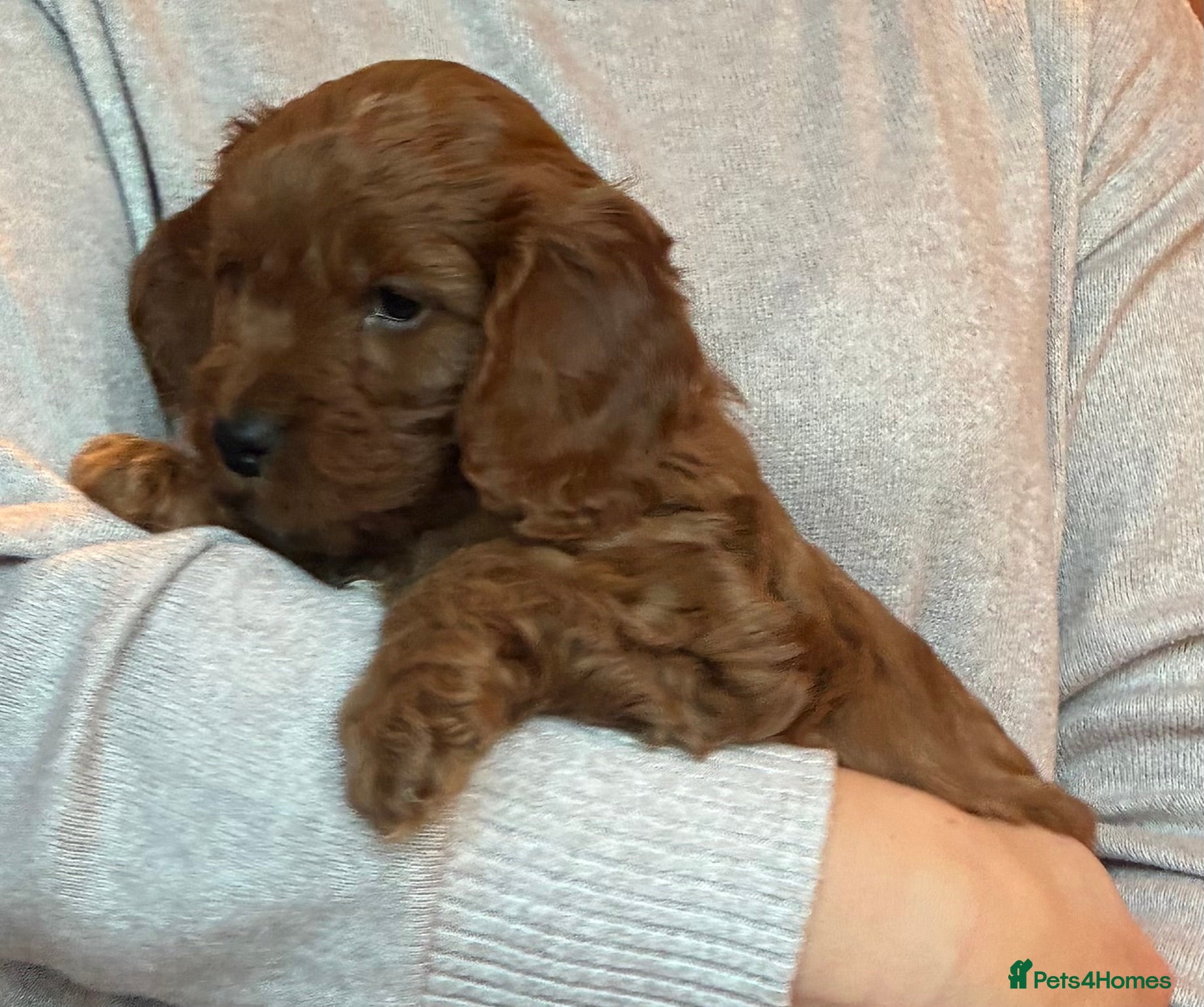 Cockapoo dogs Cockerpoo puppies  - Advert 4