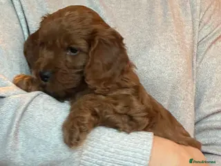 Cockapoo dogs Cockerpoo puppies - Advert 4