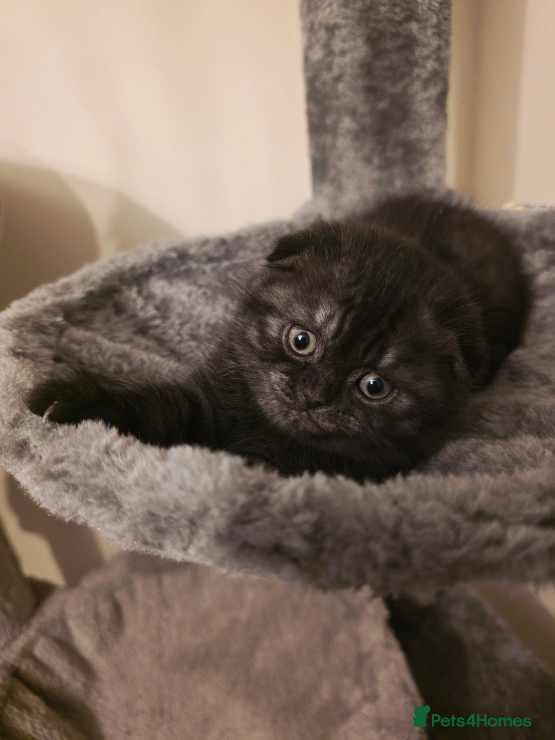 Scottish Fold cats for sale: Scottish fold ears female - Advert 4