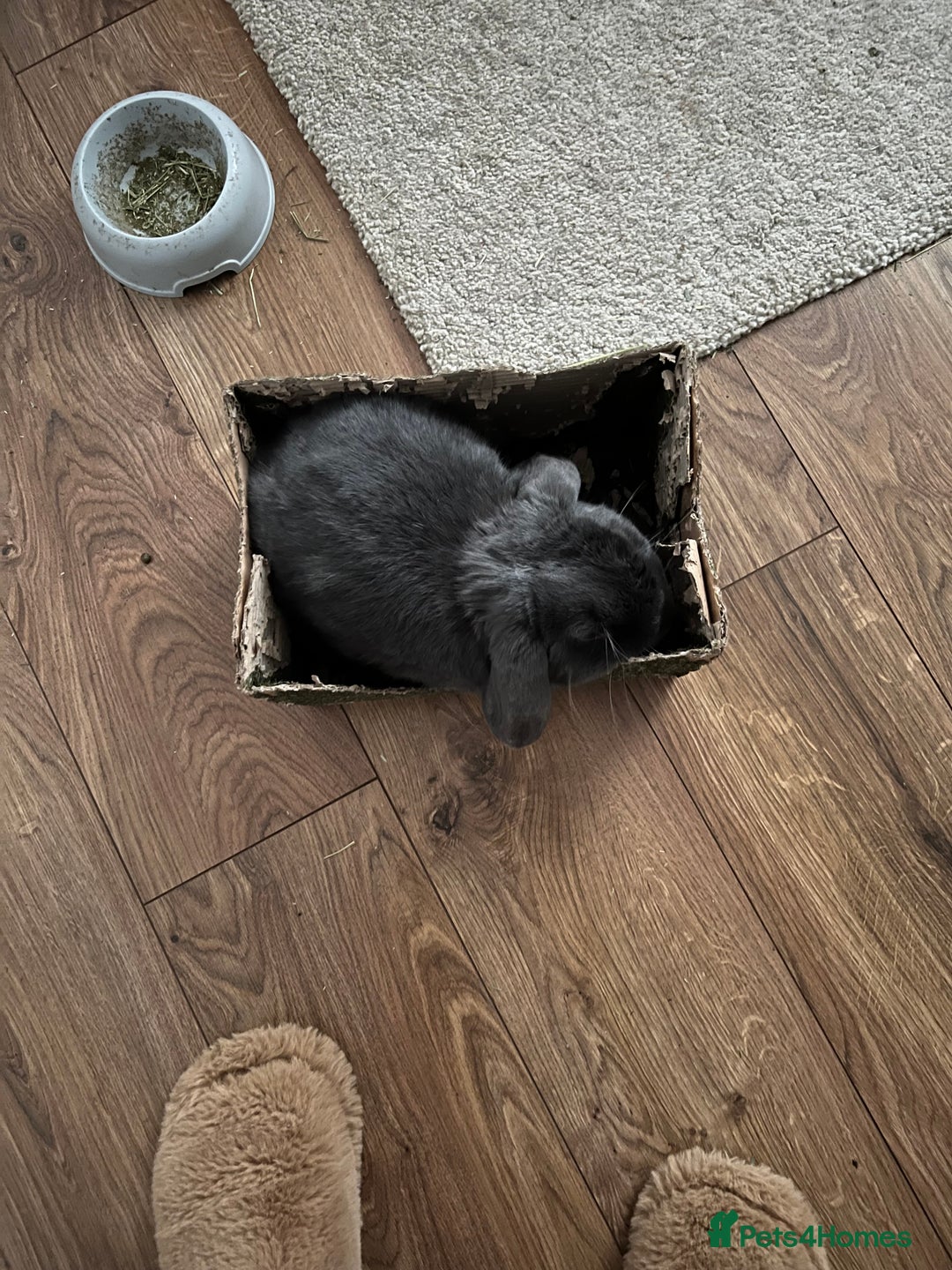 Mini Lop rabbits for sale: 🐰 Ernie the Bunny- looking for a loving new home  - Image 8
