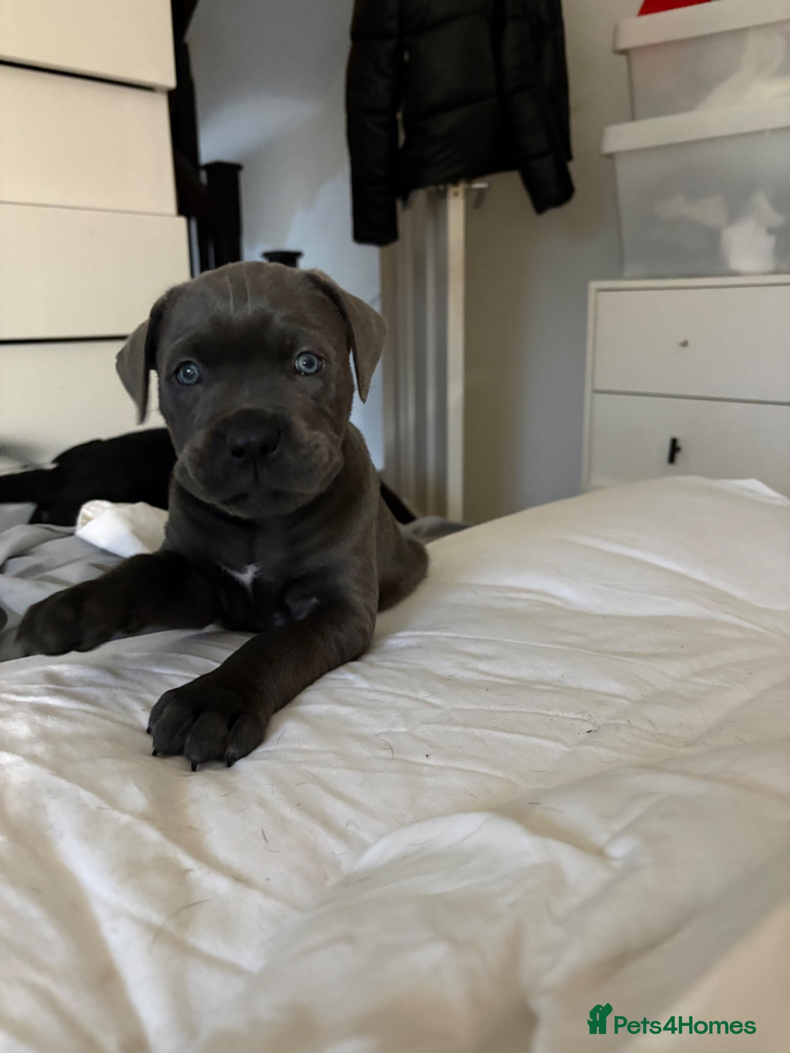Cane Corso dogs 🐶 Cane Corso Puppies – Both Parents Family Pets – - Advert 18