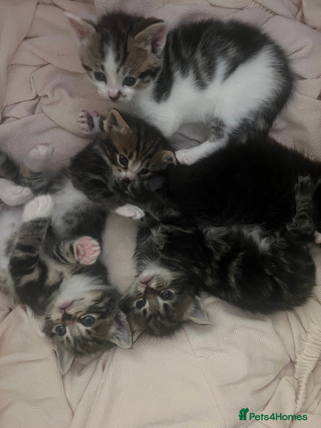 Domestic Shorthair cats for sale: 5 beautiful kittens for sale  - Image 12