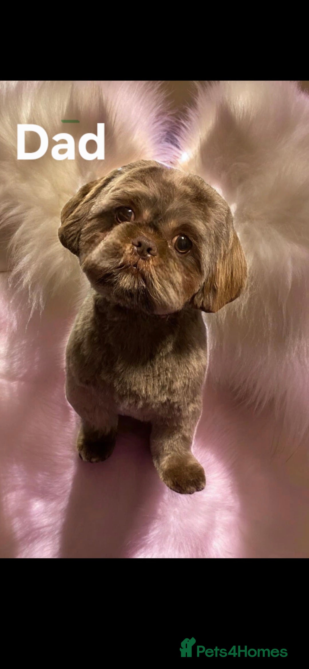 Shih Tzu dogs for sale: Imperial Shih Tzu  - Advert 8