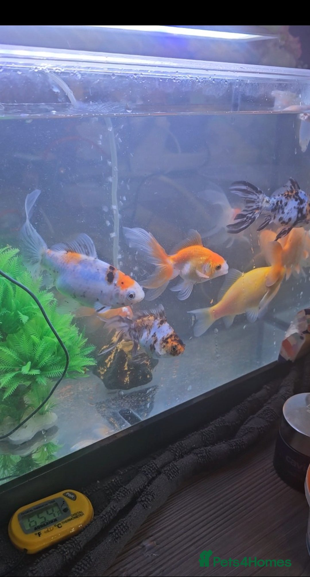 Goldfish fish for sale: Goldfish - Advert 2