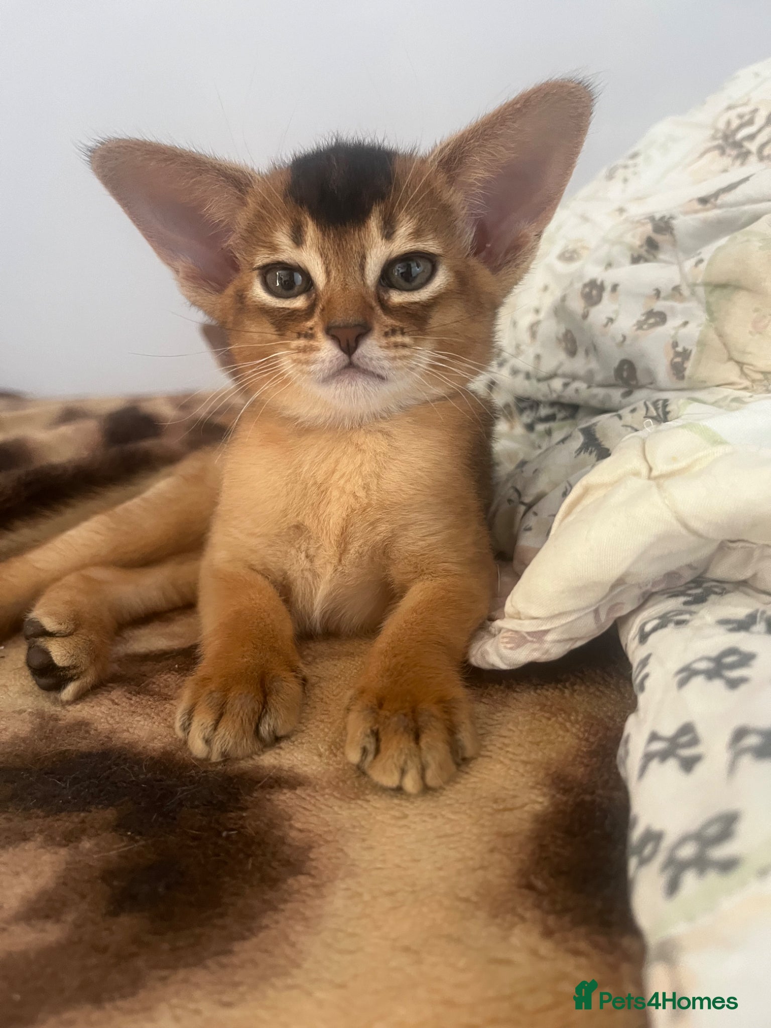 Abyssinian cats Adorable Abyssinian kittens - Advert 1