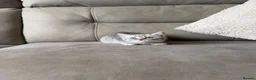 Scottish Fold cats for sale: Beautiful Scottish fold - Advert 6