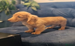 Miniature Dachshund dogs for sale: Cream Mini longhair Dachshund - Image 8