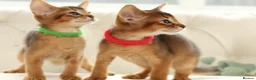 Abyssinian cats for sale: Pure breed Abyssinian kitten’s GCCF registered  - Advert 13
