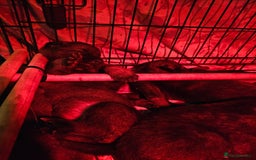 Belgian Shepherd Dog dogs for sale: Belgian malinois cross Czech Shepherd  - Image 4