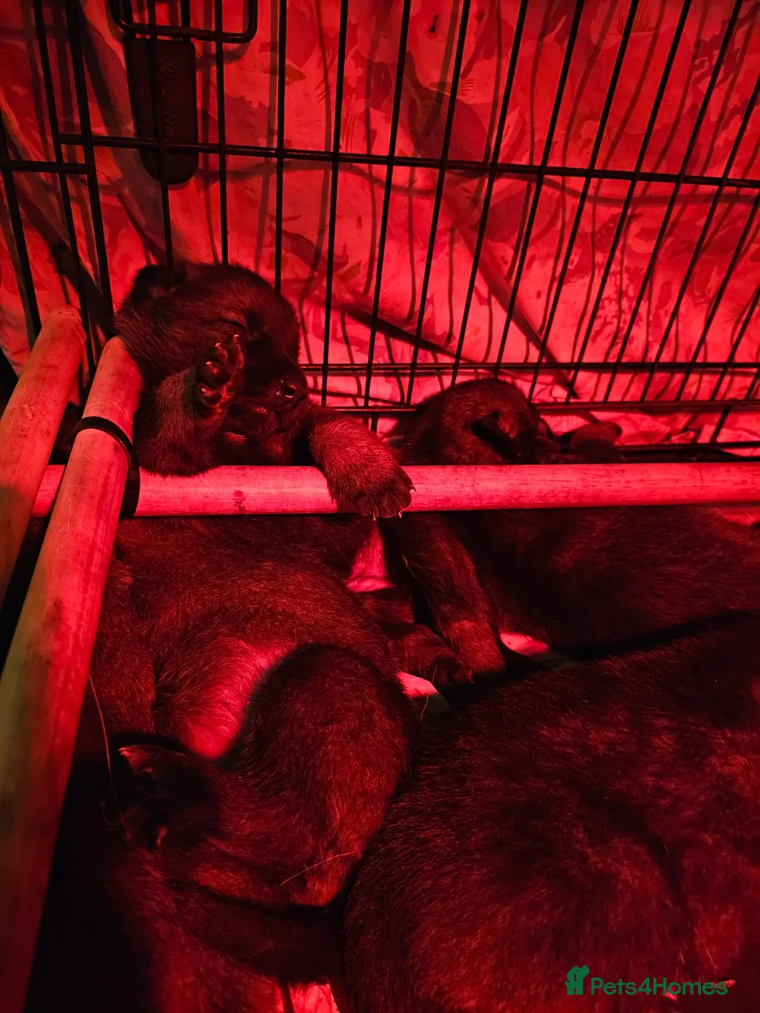 Belgian Shepherd Dog dogs for sale: Belgian malinois cross Czech Shepherd  - Advert 5