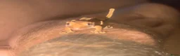 Gecko reptiles for sale: X2 baby crested gecko  in Edinburgh - Advert 2