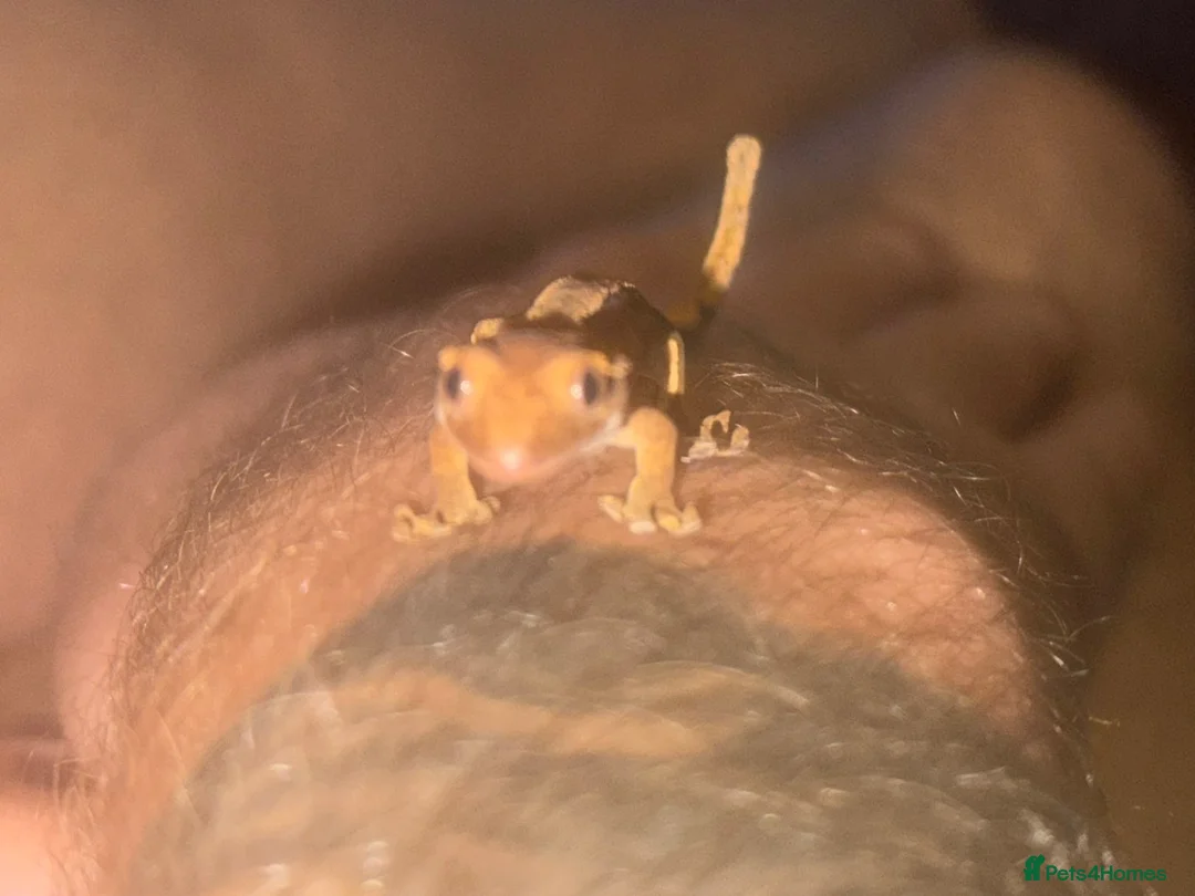 Gecko reptiles for sale: X2 baby crested gecko  in Edinburgh - Advert 2