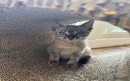 Bengal cats for sale: Beautiful Bengal Kittens Tica Registered 🌈🐾 - Image 4