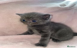 British Shorthair cats for sale: 🐾British shorthair kittens for sale 🐾  - Image 2