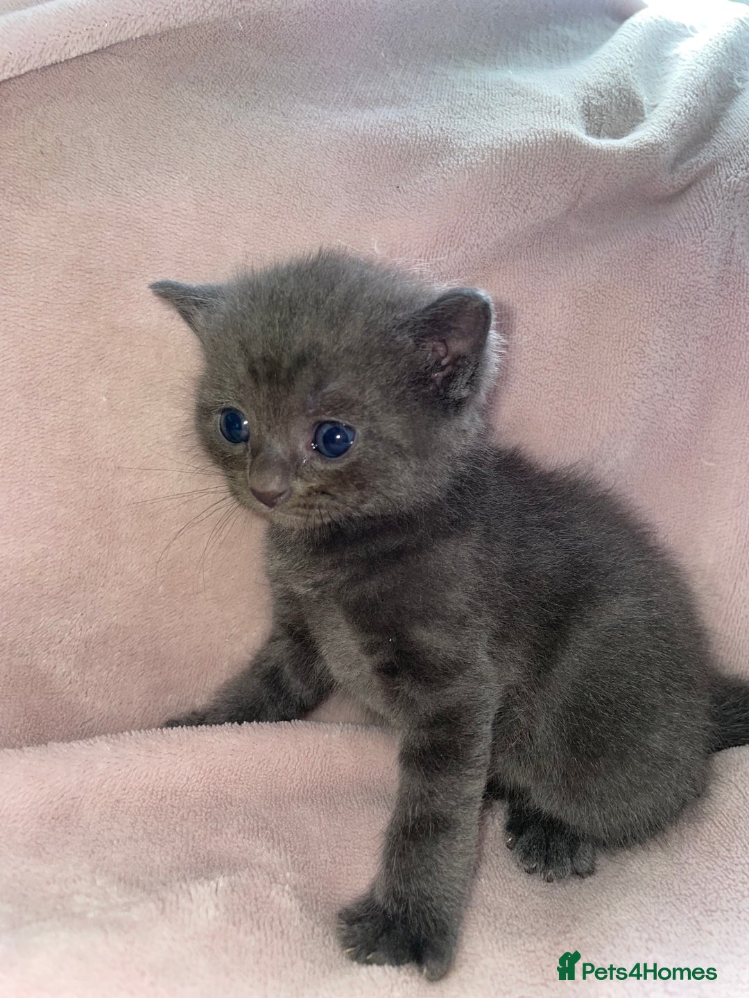 British Shorthair cats for sale: 🐾British shorthair kittens for sale 🐾  - Image 2