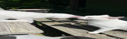 Turkish Angora cats for sale: Angora girl white kitten - perfect companion - Advert 9
