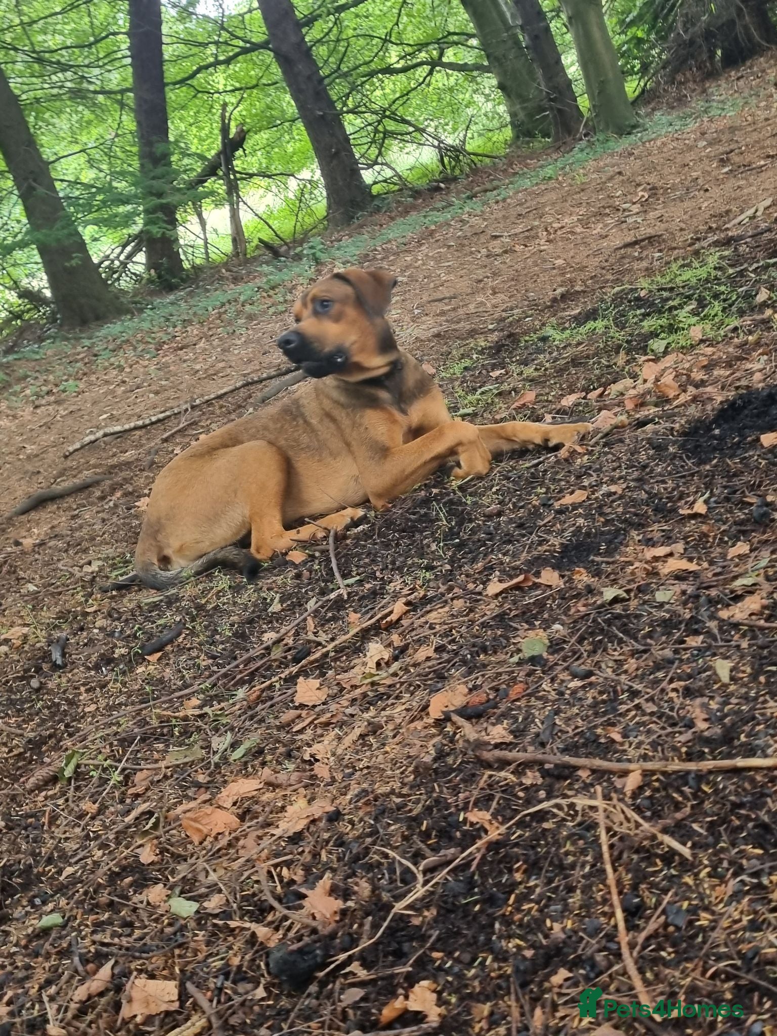 Mixed Breed dogs Mastiff cross pup  - Advert 1