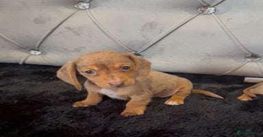 Miniature Dachshund dogs - Advert 9