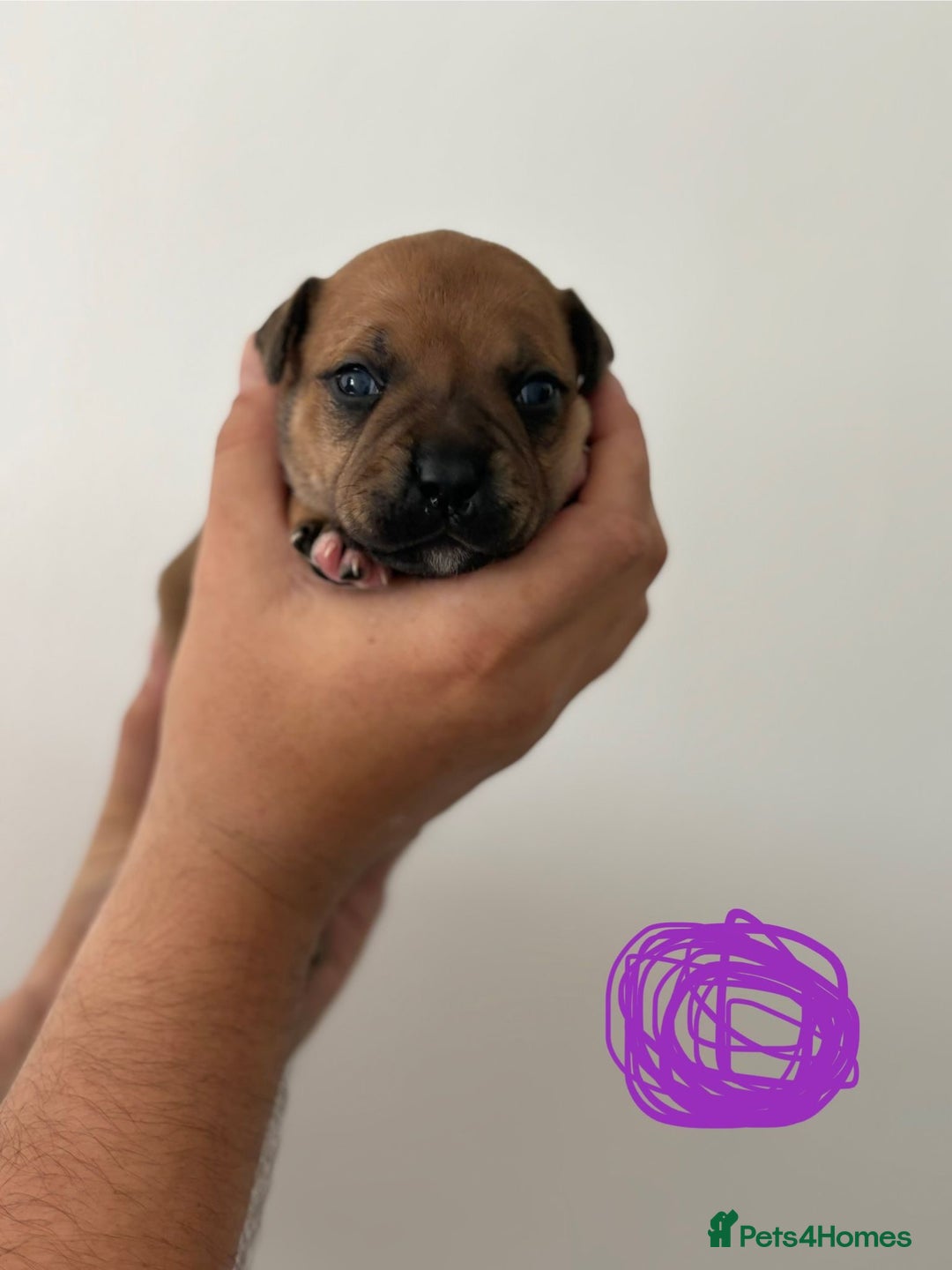 Staffordshire Bull Terrier dogs for sale: KC Staffordshire bull terriers 🧡🧡🏆🩸 REDS  - Image 29