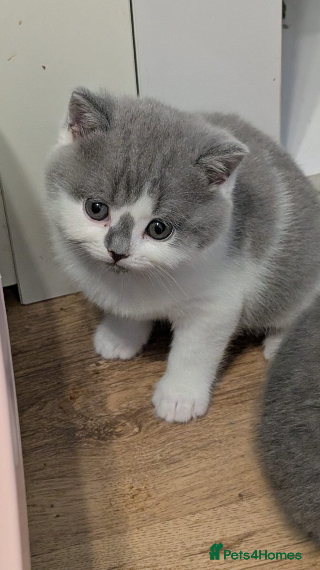 British Shorthair cats for sale: Stunning pedigree British short hair kittens  - Advert 3