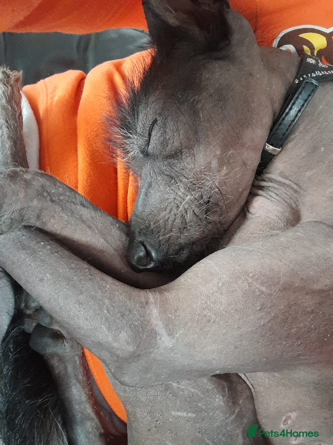 Mixed Breed dogs for sale: Darla 5 Yr old Chinese Crested x border collie - Advert 5