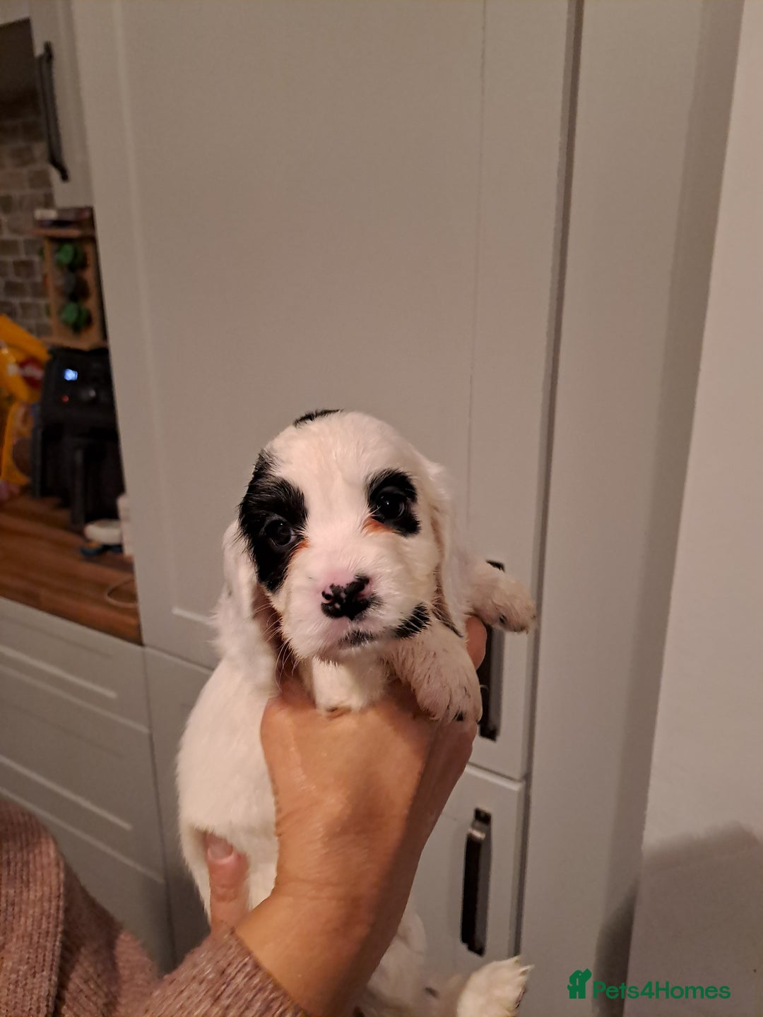 Cocker Spaniel dogs for sale: Cocker spaniel pups - Advert 9