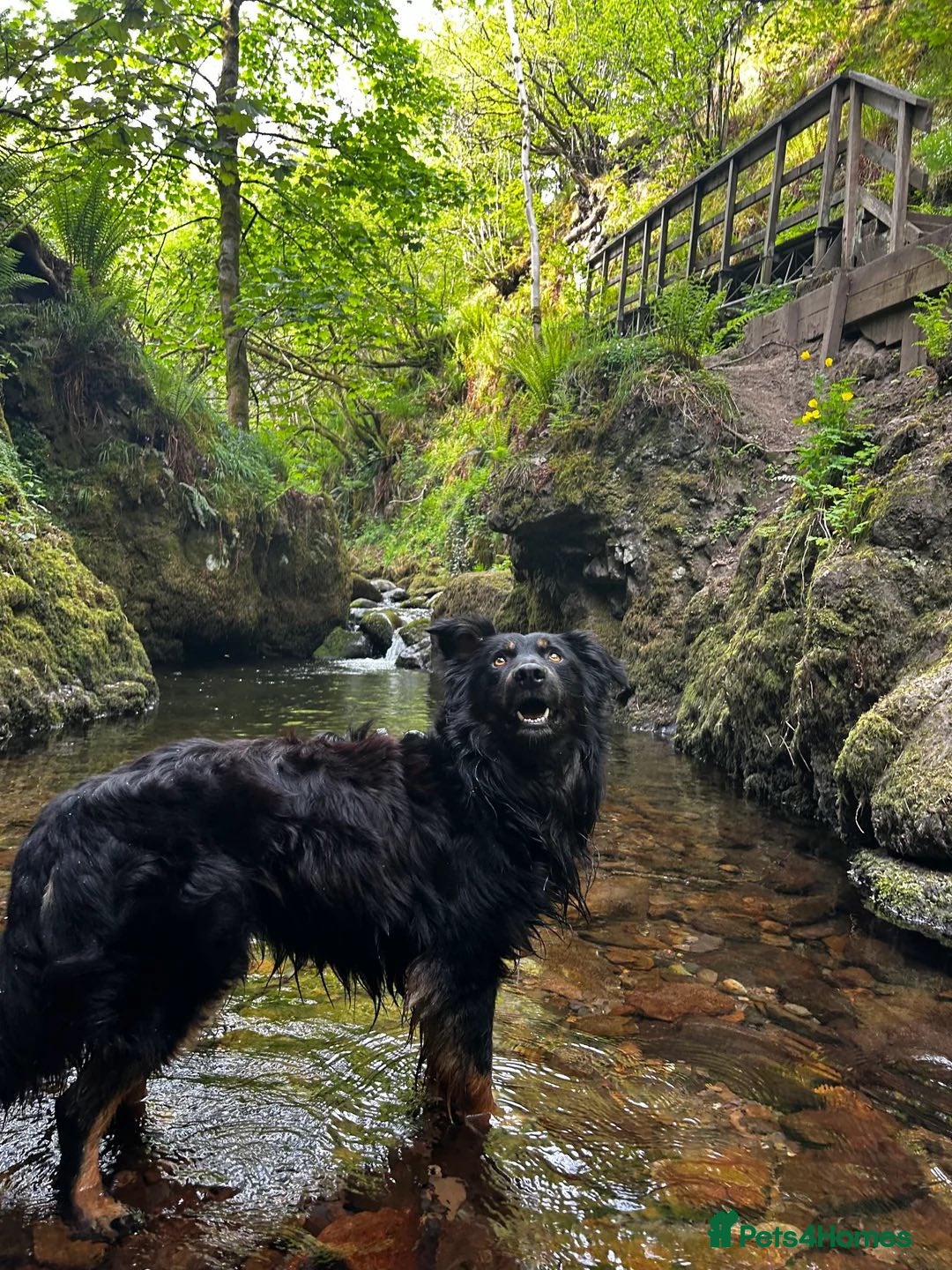 Mixed Breed dogs for sale: Draven is looking for a new home <3 - Advert 1