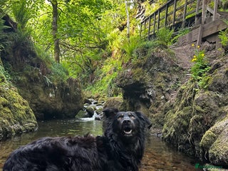 Mixed Breed dogs Draven is looking for a new home <3 - Advert 1