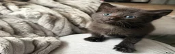Mixed Breed cats for sale: 3 kittens  - Advert 2