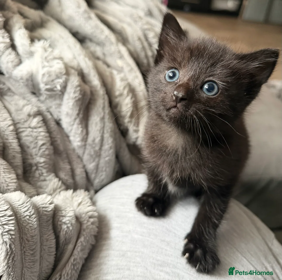 Mixed Breed cats for sale: 3 kittens  - Advert 2