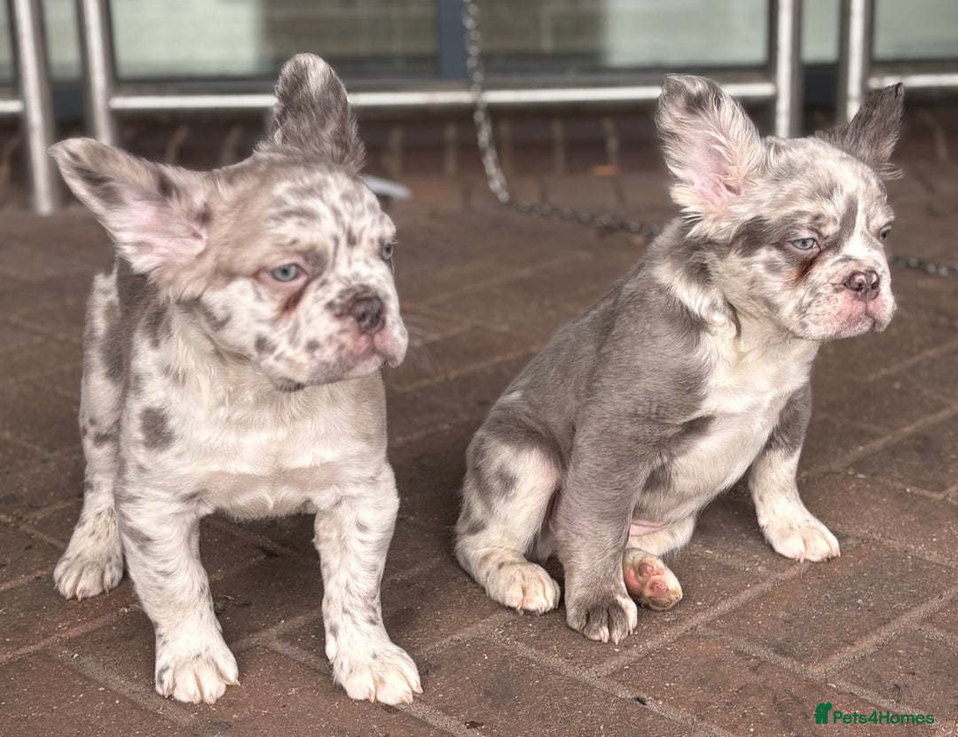 French Bulldog dogs for sale: french bulldogs fluffy.. - Image 27