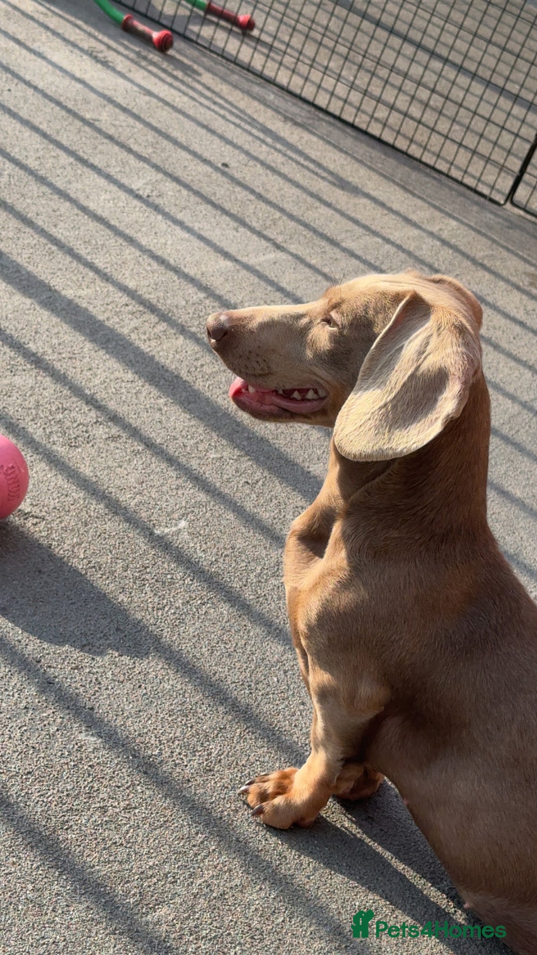 Dachshund dogs for sale: Dachshund  - Image 3