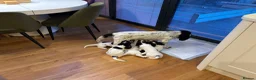 Cocker Spaniel dogs for sale: Working cocker spaniel puppies, Penylan, Cardiff  - Advert 26