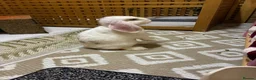 Mini Lop rabbits for sale: Two gorgeous bunnies in Glasgow - Advert 4