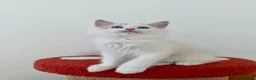 Ragdoll cats for sale: ✨ Exceptional Ragdoll Kittens Ready to leave ✨ - Advert 12