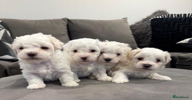 Maltese dogs - Advert 13