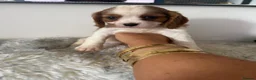 Cavalier King Charles Spaniel dogs for sale: 🐶Kc cavalier dna clear puppies 🐶4 boys left - Advert 4