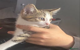 Mixed Breed cats for sale: 10 weeks old kittens ready to leave  - Image 11