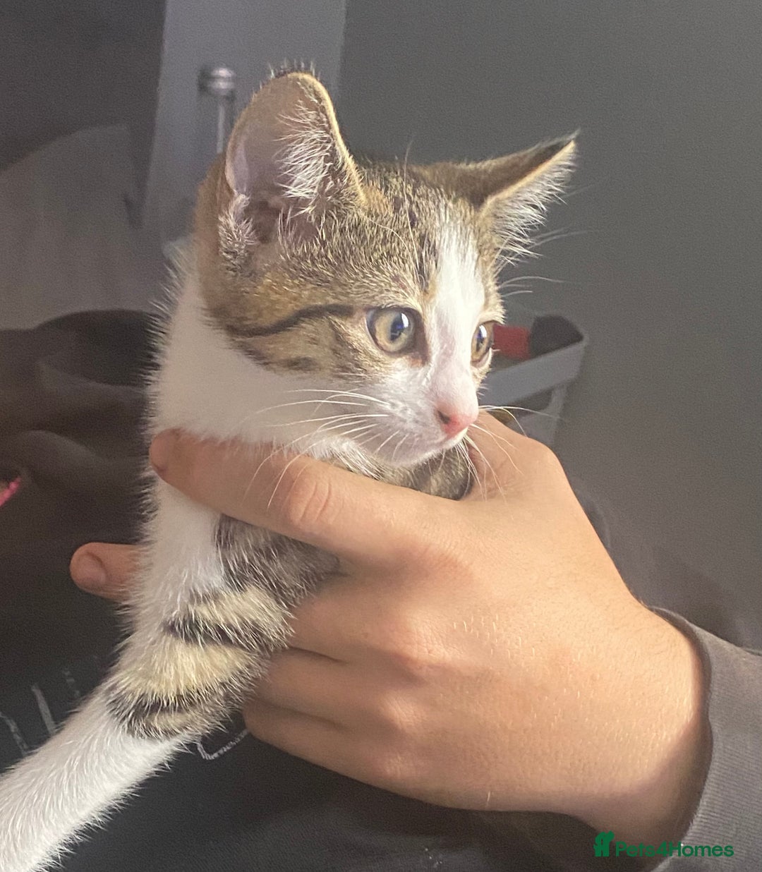 Mixed Breed cats for sale: 10 weeks old kittens ready to leave  - Image 11
