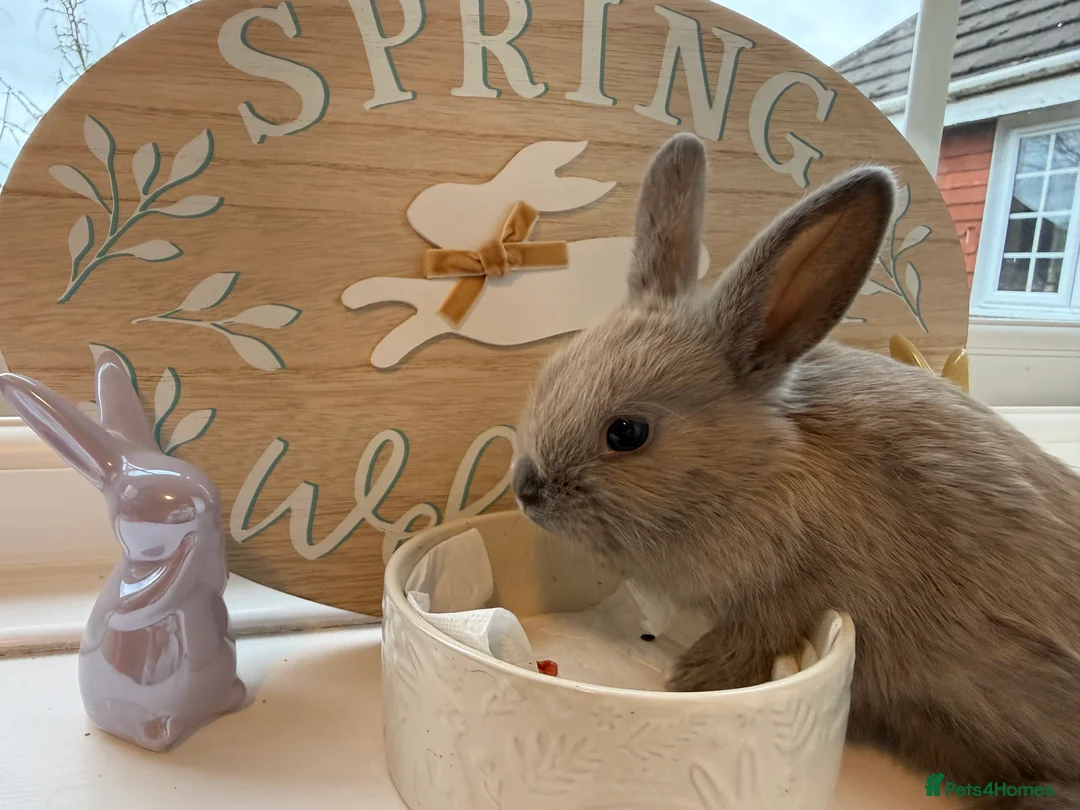 Mixed Breed rabbits for sale: Lion Head x Polish kits for sale (Mixed)  - Advert 7