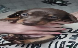 Dachshund dogs for sale: Beautiful Standard Dachshunds  - Image 4